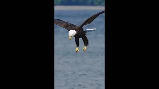 ¡Increíble El Águila Su Visión de 1 Km y Fuerza para Cazar Presas Gigantes 🦅 Águila [upl. by Aubrey78]