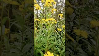 Hayefield 10 ft tall Fall Perennial short [upl. by Egamlat]