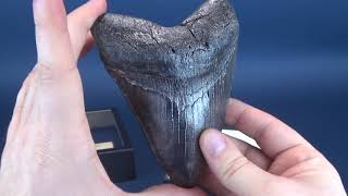 COLLECTIBLE SPOT  Master Replicas Group Megalodon Tooth Resin Replica [upl. by Andre]