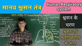 मानव श्वसन तंत्र Human Respiratory system श्वसन के चरण। श्वसन एवं श्वासोच्छवास में अंतर। [upl. by Mendie782]