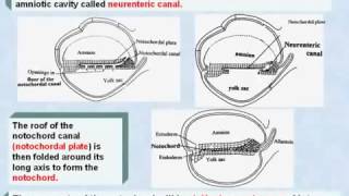 20 General Embryology Development of Notochord [upl. by Seldon]