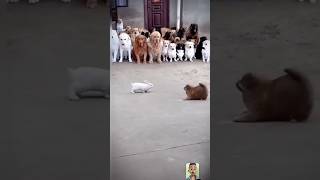 dog funny puppy doglover animals rabbit babygoat cute rabbit rabbits pets petlovers pet [upl. by Eenaj]