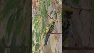 Yellow Rosella wildlife birds shorts [upl. by Allyn723]