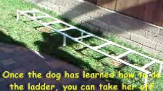 Dog Agility Training Tips  Agility Ladder [upl. by Enillebyam]