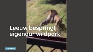 Leeuw valt opeens eigenaar dierenpark aan  RTL NIEUWS [upl. by Yenohtna356]