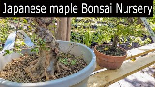 Japanese Maple Bonsai Nursery tour Metro maples [upl. by Sheepshanks]