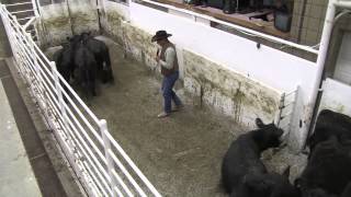 Stockmanship with Curt Pate  Part 4 [upl. by Irtimed]