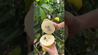 Cutting Pouteria Caimito In My Farm  Fresh Fruit Cutting In My Farm shorts cuttingfruit [upl. by Anytsirhc]