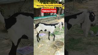 New entry Top Quality Amritsari Beetal goat At Goat Land Farm India Up Azamgarh youtubeshort goat [upl. by Llerol]