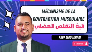 Partie 3  Mécanisme de la contraction musculaire آلية التقلص العضلي [upl. by Junno]