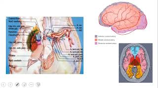 ANGIOLOGIA CEREBRAL ASPECTOS FUNDAMENTALES [upl. by Tivad]