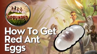 How to Get Red Ant Eggs in Grounded [upl. by Hintze]