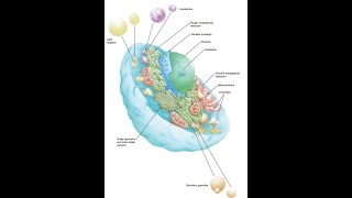 4General Histology Cell cytoplasm IV for dental students [upl. by Attekahs]