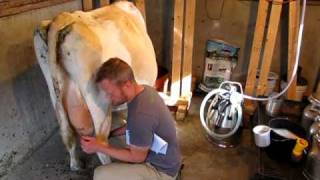 How to Milk Cows 1 [upl. by Delorenzo]