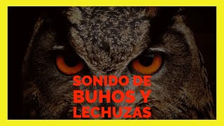 Sonido de LECHUZAS y BUHOS 🦉¡No te lo pierdas 🔊 [upl. by Drahsar]