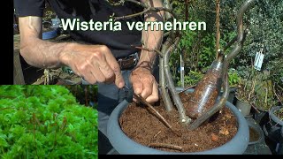 Blauregen Wisteria vermehren auch zum Bonsai Absenker Abmoosung mit Sphagnum Moos und Steckholz [upl. by Shu821]