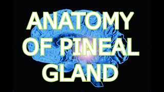 ANATOMY OF THE PINEAL GLAND [upl. by Arriek]