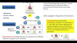 OAT Mendelian Inheritance – Part 2 Monohybrid Cross [upl. by Yelyr]