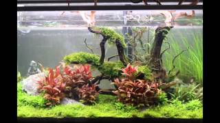 ADA 90P aquascape progression quotNatures Reachquot [upl. by Frederik201]