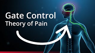 The Science of Pain Management [upl. by Shanda]