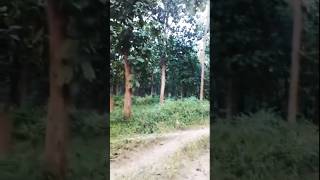 পিন্দাড়ে পলাসের বন❤💖 folksong pindare polasherbon angkitabhattacharya trandingsong ytshorts [upl. by Fraase]