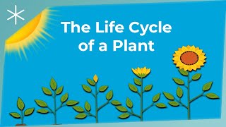 The Life Cycle of a Plant [upl. by Meggs649]