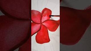 Chafa flower🌹 red♥️chafa  water colour flower 🌸 watercolorpainting watercolorart ytshorts [upl. by Eob]