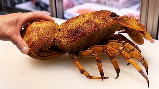 Japanese Street Food  RED SLIPPER LOBSTER AND GROUPER FISH Okinawa Seafood Japan [upl. by Luanni]