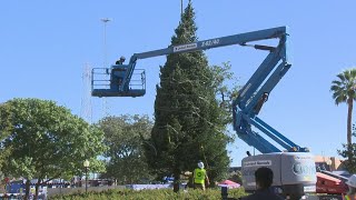 HEB Christmas tree prepped and hoisted onto position at Travis Park ahead of holidays [upl. by Guss]