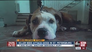 Bee attack kills 1 dog injures another [upl. by Lock]