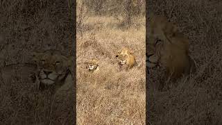 Lions in the Grass UpClose with a Majestic Pair Right Beside Our Vehicle [upl. by Belldame634]