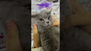 Cat medicine medical catvideos catlover shotrs [upl. by Hanson]