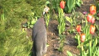 helmeted guineafowl sings [upl. by Hazeghi]