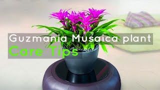 Guzmania Musaica Care How To Keep Your Plant thriving [upl. by Adnorehs]