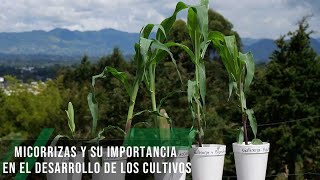 Micorrizas y su importancia en el desarrollo de los cultivos TvAgro por Juan Gonzalo Angel Restrepo [upl. by Egerton]