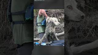 Guy Finds A Senior Dog Trapped Under A Log  The Dodo [upl. by Ysle393]