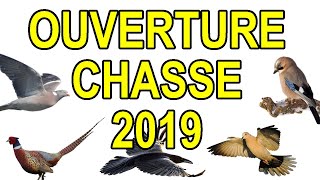 Ouverture chasse 2019  Faisans pigeons tourterelle lièvre chevreuil geai corneille [upl. by Shamrao]