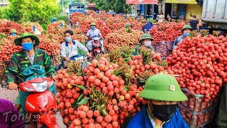 Harvest Thousands Of Tons Of Lychee  Lychee Processing Technology [upl. by Asserac629]