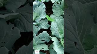 Diamond Back Moth Insects in Cabbage Field  DBM Insects Kabi re DBM Poko  Insert in Cabbage [upl. by Sidalg]