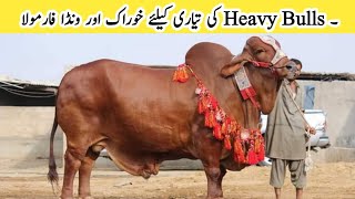 Heavy Bulls Feeding  Diet Plan ll How to prepare Heavy bulls ll Fattening Routine and Wanda Formula [upl. by Seys]