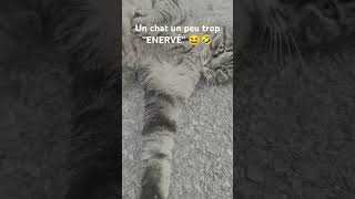 Un chat un peu trop ENERVÉ 😂😂 viralvideo [upl. by Anivlek]