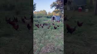 Pasture raised chickenschickenfarming [upl. by Inama]