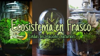 Como hacer un mini ecosistema en frasco o botella para decorar tu habitación [upl. by Llerrahs]