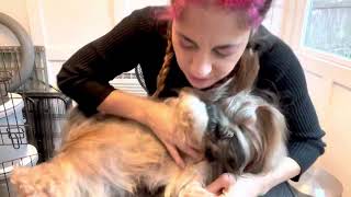 How to Groom Your Lhasa Apso Long Coat Pet Home  Part 1 Belly Shave [upl. by Einobe]