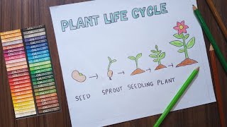 Plant Life Cycle Diagram  How To Draw Plant Life Cycle  Easy Drawing Science [upl. by Sirk904]