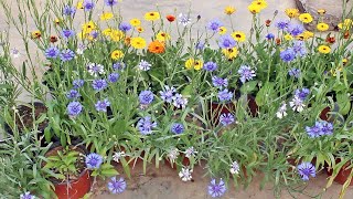 SEE How To GROW n CARE For Cornflower PERFECTLY [upl. by Neeluqcaj]