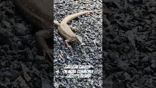 Gallotia galloti aka Gallots lizard amp Tenerife lizard At Lanzarote Cactus Garden  May 2023 [upl. by Toland94]