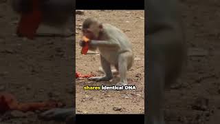 Meet Retro The First Cloned Rhesus Monkey [upl. by Olnton580]