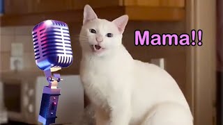 Mama Cat Song  The Singing Cat Catchy Tune [upl. by Haramat]