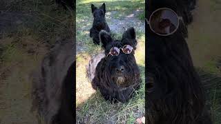 Coolest Scottie Dog Youve seen dog puppy scotties scottishterrier doglife [upl. by Ettenor]